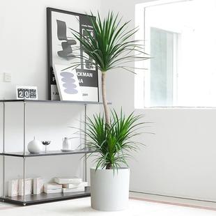 【128元】龙血树客厅大盆栽双层龙须树大型绿植室内办公净化空气