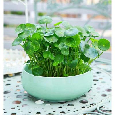 铜钱草室内植盆花ytsx3ivy空卉栽绿套餐盆景金钱草绿萝吊兰净化气