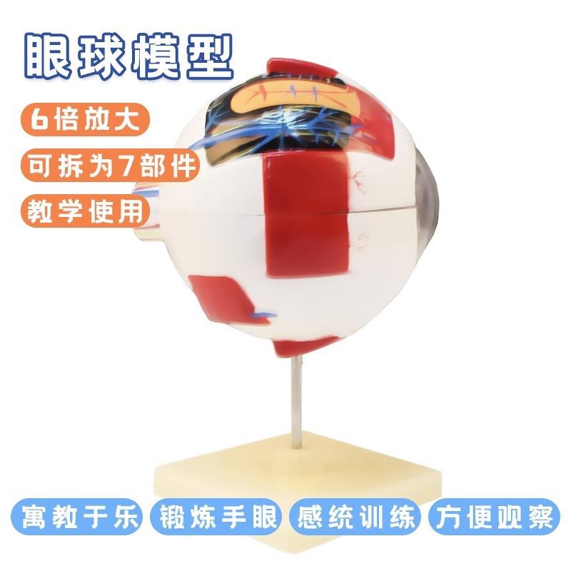 人体眼模型704型生物教仪器球模学仿真可拆卸设计