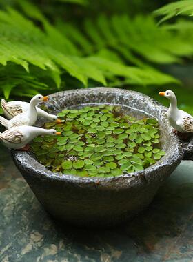 创意铜钱草水培植物花盆石臼可爱小白鸭子摆件花园庭院茶桌装饰品