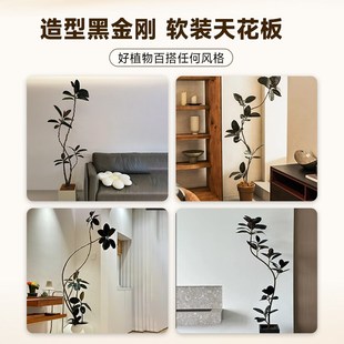 黑金刚橡皮树客厅大盆栽绿植办公室内大型植物落地式大号真花禄植