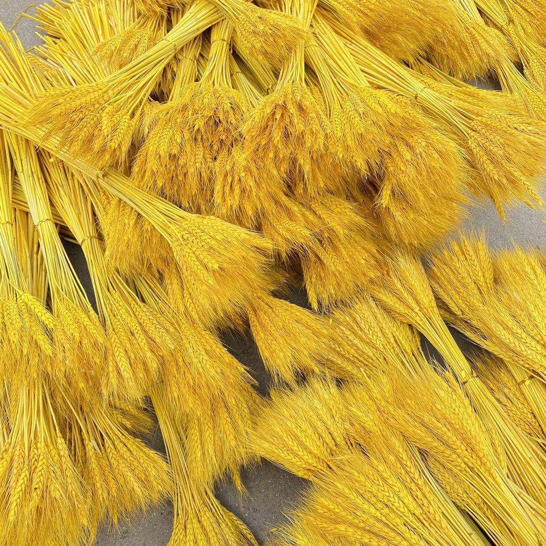 麦穗大麦花束开礼业大大麦丰麦穗收厂家直销品摄拍道具干花大麦厂