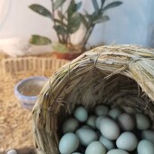 前开门款 芦丁鸡饲养箱亚克力仓鼠笼爬宠笼子可以叠加