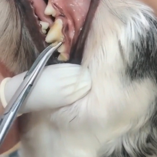 狗狗去牙结石工具除牙齿牙垢清洁钳子止血钳搭配宠物超音波洗牙器