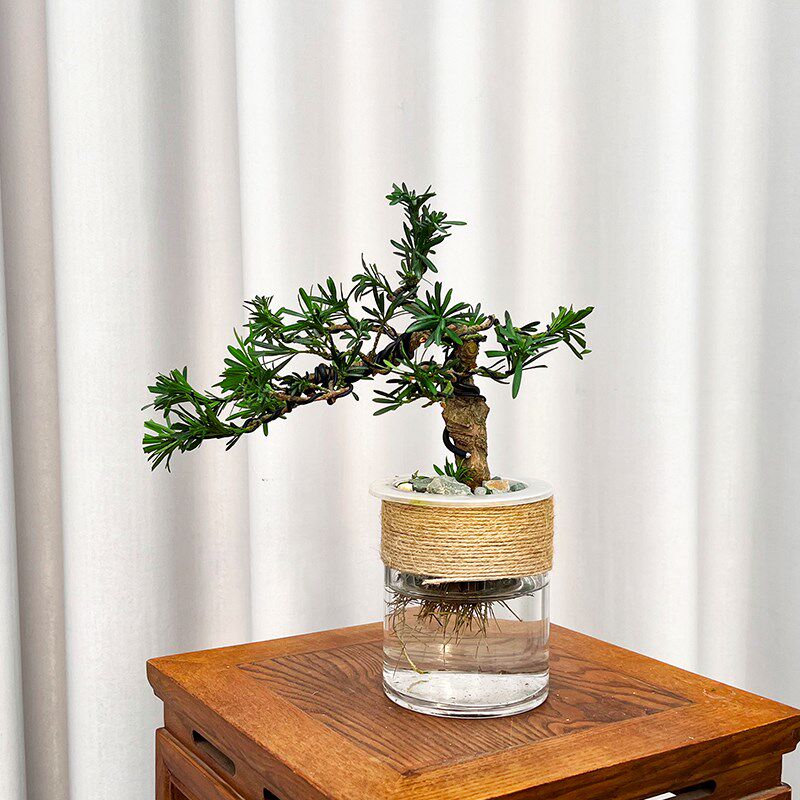 水培雀舌造型罗汉松盆景室内高端绿植茶几办公室花卉迎客松好养