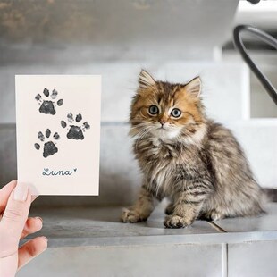 宠物印泥手脚印纪念品定制狗爪印猫咪足迹卡猫脚印泥纪念足印台