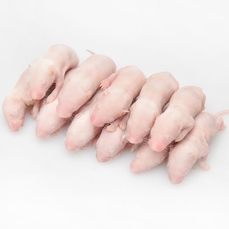 红皮乳鼠冻鼠天然猫粮q八哥鸟蜥蜴食守宫角蛙饲料小白鼠幼体喂蛇