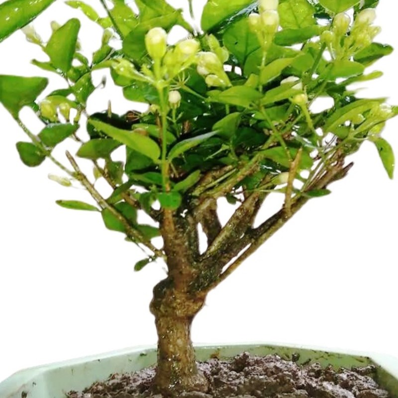 一物一拍独杆棒棒糖大冠幅茉莉盆栽花园庭院绿植物花卉开花不断