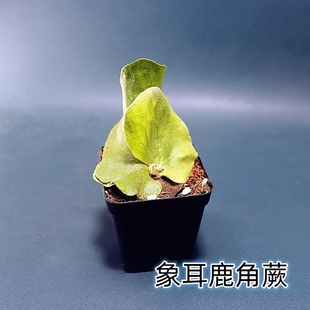 包邮亚洲猴脑鹿角蕨象耳女王野银皇冠蕨植物室内绿植观赏植物耐阴