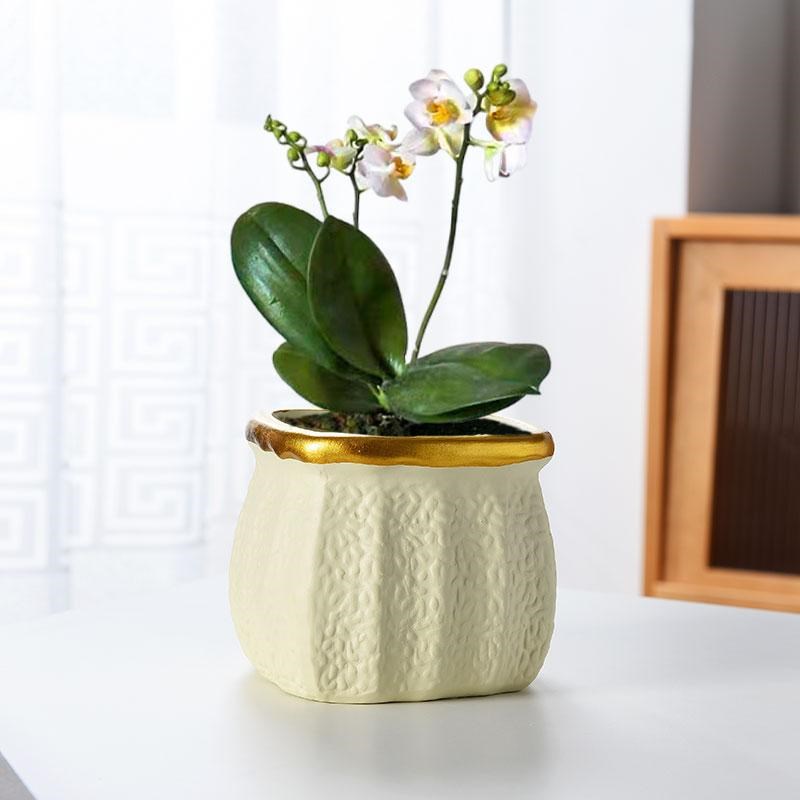 北欧创意蝴蝶兰花盆专用小号陶瓷花盆透气家用客厅绿植盆栽四方形