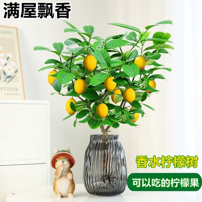 香水柠檬树盆栽水培植物花卉室内花可结果苗食用办公桌面好养绿植