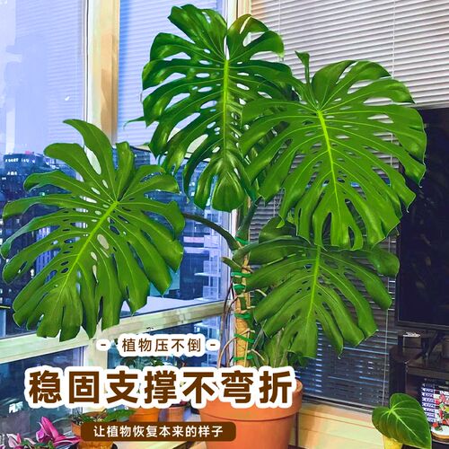 龟背竹支撑杆植物绿箩爬上神器棕棒椰棕柱盆栽绿萝花架子攀爬藤杆