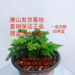 云竹小苗幼苗唐山矮文竹云松竹文竹球基地办公室微盆栽盆景素才