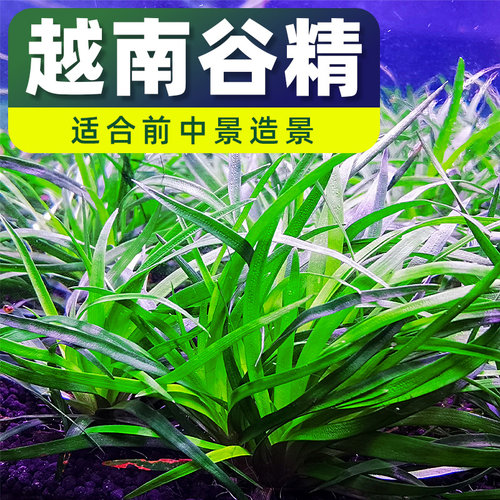 越南谷精古精水草植物鱼缸造景草缸阳性中前景宽叶淡水新手真水草