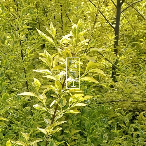 优质正宗金边连翘 花叶连翘  金边假连翘 黄花连翘 庭院绿化树