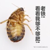 无菌美洲杜比亚蟑螂活虫饲料繁殖组饲养盒鬃狮蜥粮守宫乌龟角蛙粮