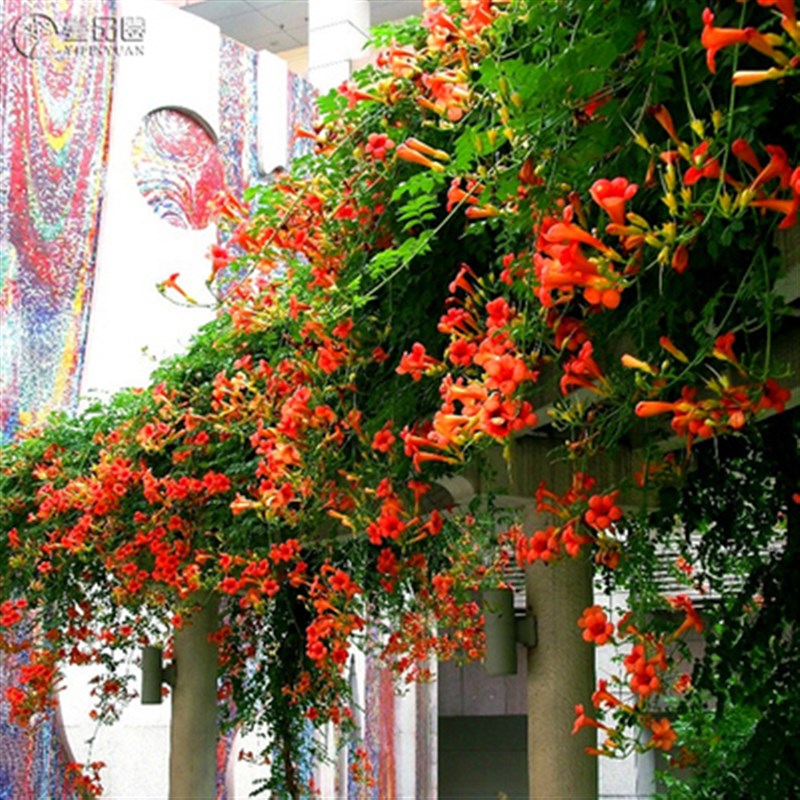 凌霄花树苗盆栽花苗庭院爬藤植物花墙拱门多花易养护藤本植物