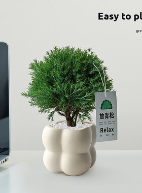 雾松盆栽室内客厅绿植净化空气桌面北欧风植物小摆件解压懒人好养