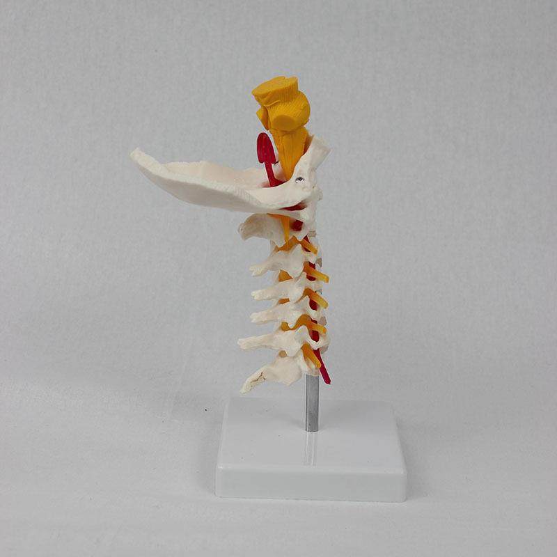 7颈椎带枕骨脑干模模人体骨骼型教学模节型可589型分销