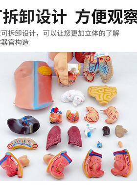4剖5M躯干模537型人体内脏解剖男女躯干解胸性腹部器C官结构造医
