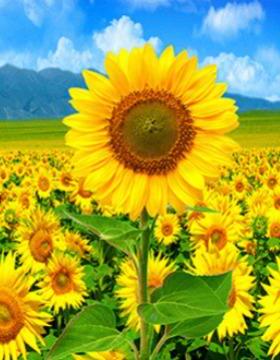 202卧1新画钻TT441石diy满钻客厅室款装饰画厂家销售