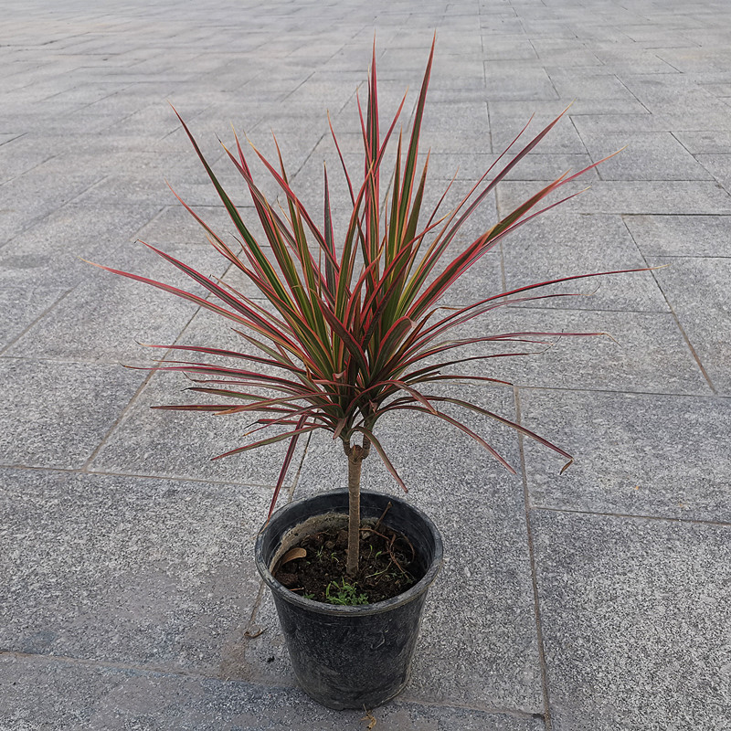 千年木七彩铁绿植盆栽室内办公室客厅大型植物客厅龙血树红竹盆栽