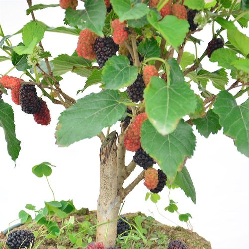 桑葚盆栽树苗当年结果四季食用桑树花卉绿植阳台庭院果树桑椹大苗