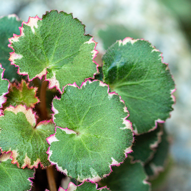 虎耳草御所车盆栽室内客厅办公室茶几桌面小盆景摆件净化空气绿植