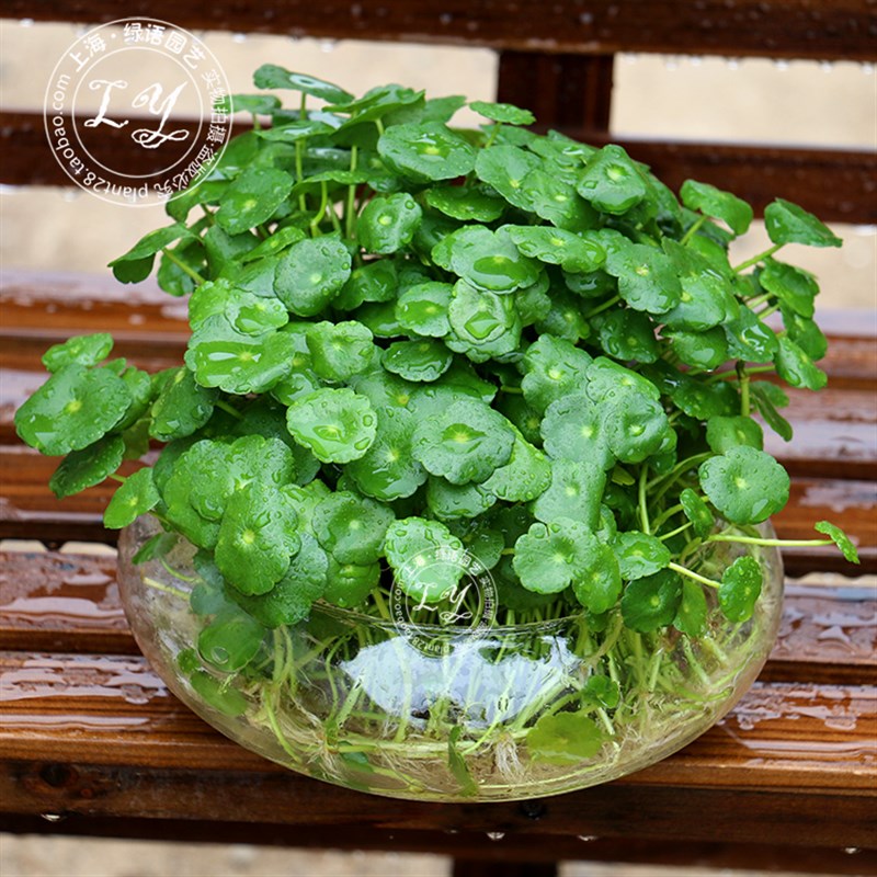 水培铜钱草又名金钱草 水生花卉盆栽办公室内植物 阳台好养植物