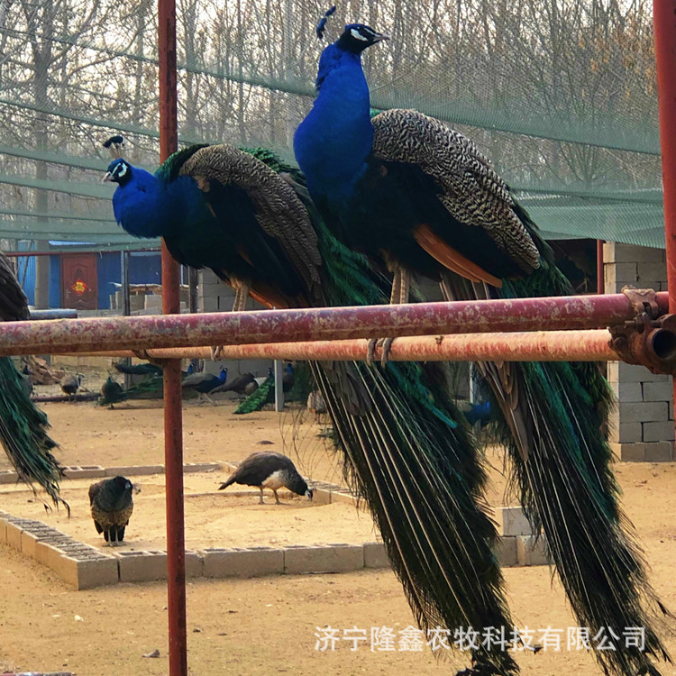 景区园林观赏蓝孔雀苗价格