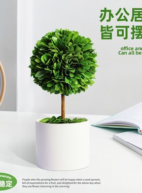 办公室桌面绿植摆件情绪稳定神器工位解压小盆栽室内客厅旺宅植物