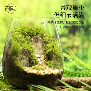 苔藓微景观生态瓶创意礼物办公桌面微观盆栽绿植精灵门减压白发藓
