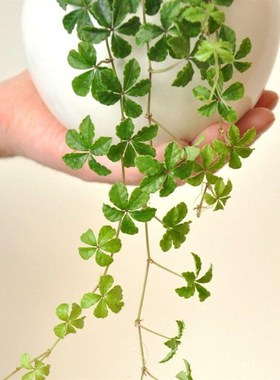 五叶地锦垂吊爬藤好养室内外观叶耐阴花卉常绿植盆栽客厅阳台室内