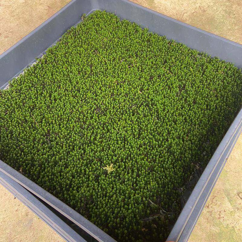 青苔东亚砂藓苔藓微景观庭院盆栽假山造景室内生态瓶绿植微景观