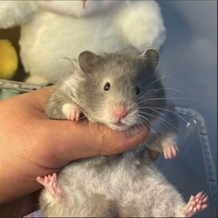 家养纯种波利金丝熊仓鼠长短直卷毛黑黄火密巧蓝鸽灰肉桂波利熊