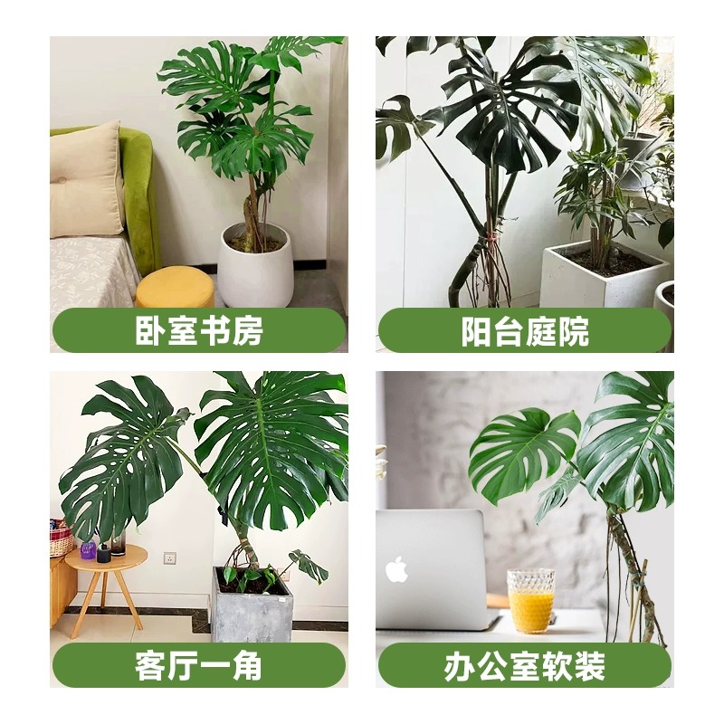 龟背芋盆栽大型绿植大叶富贵竹土培水培植物四季常青好养室内客厅