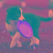 飞盘狗专用飞盘耐咬软飞碟大中小型边牧金毛拉布拉多训犬宠物玩具