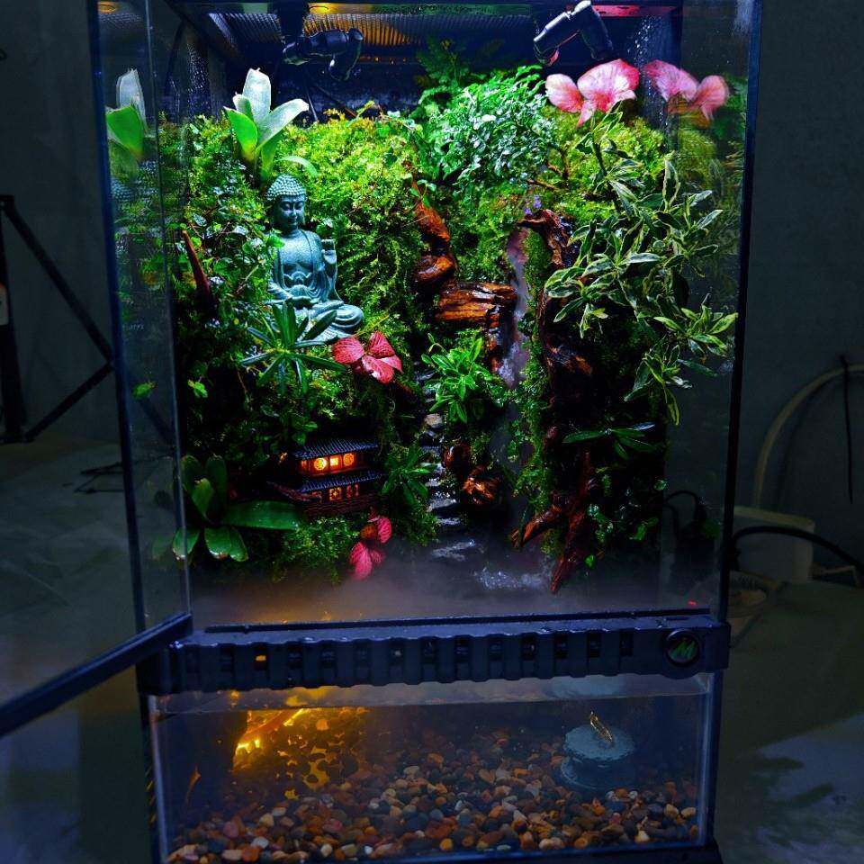 妙思雨林缸造景超白玻璃热带雨林植物动物饲养箱水族用品做好发货
