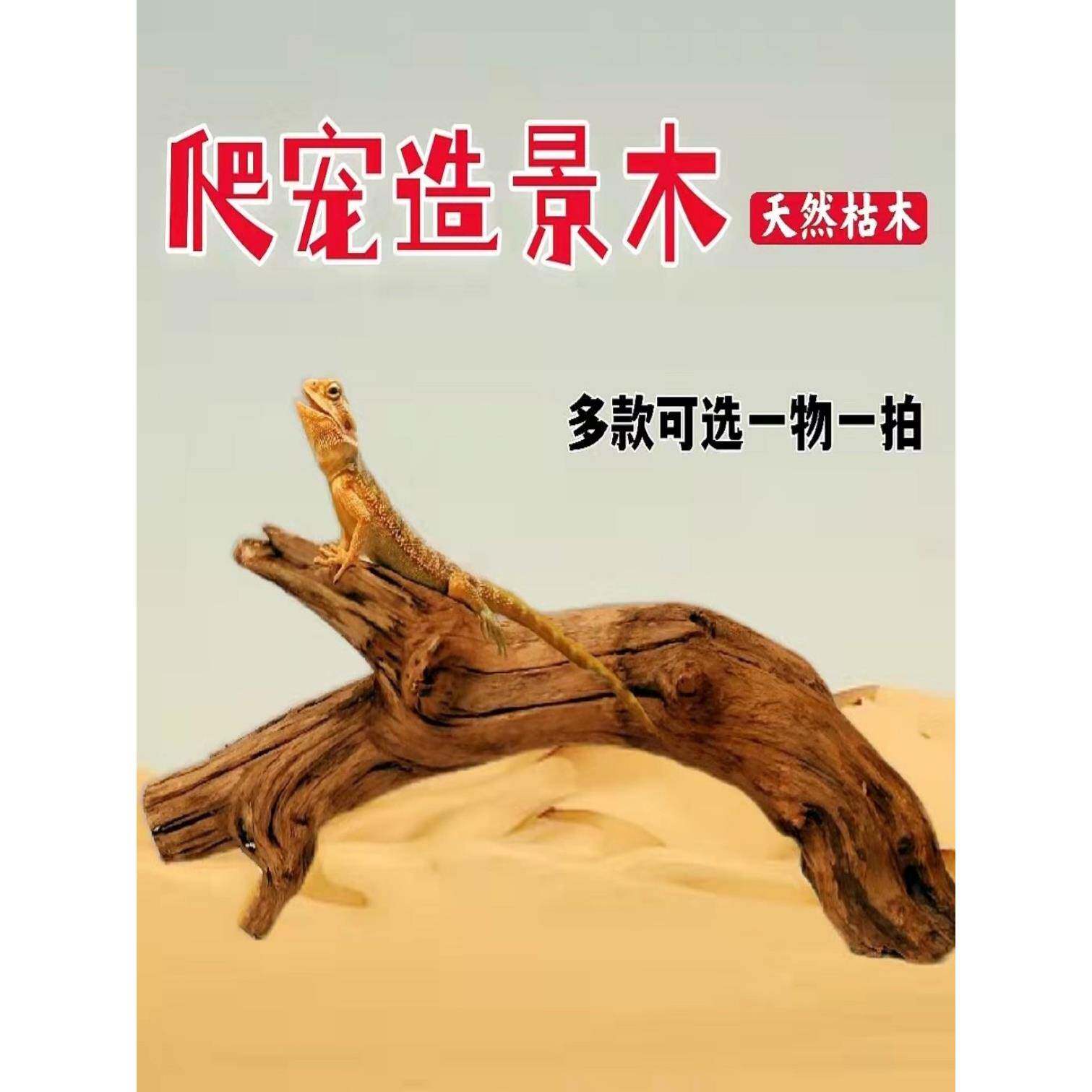 淡水笔记蜥蜴攀爬木鬃狮捷角守宫晒台饲养箱造景天然爬宠枯木树枝