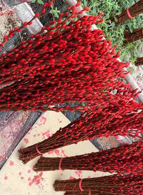 红色内招财银卉柳干花真花鲜枝耐寒花物可水F997HS6J培植客厅室装