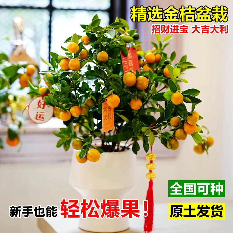 金桔树盆栽可食用带果脆皮四季桔子树苗室内客厅植物驱蚊花卉绿植
