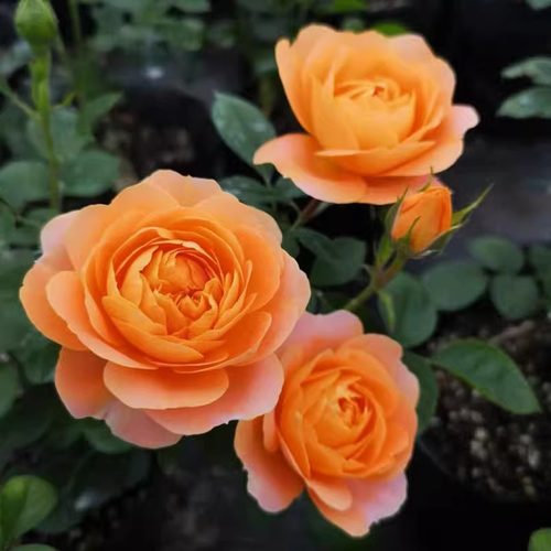 四季开灌木月季特大花浓香果汁阳台庭院花卉植物盆栽蔷薇玫瑰花苗