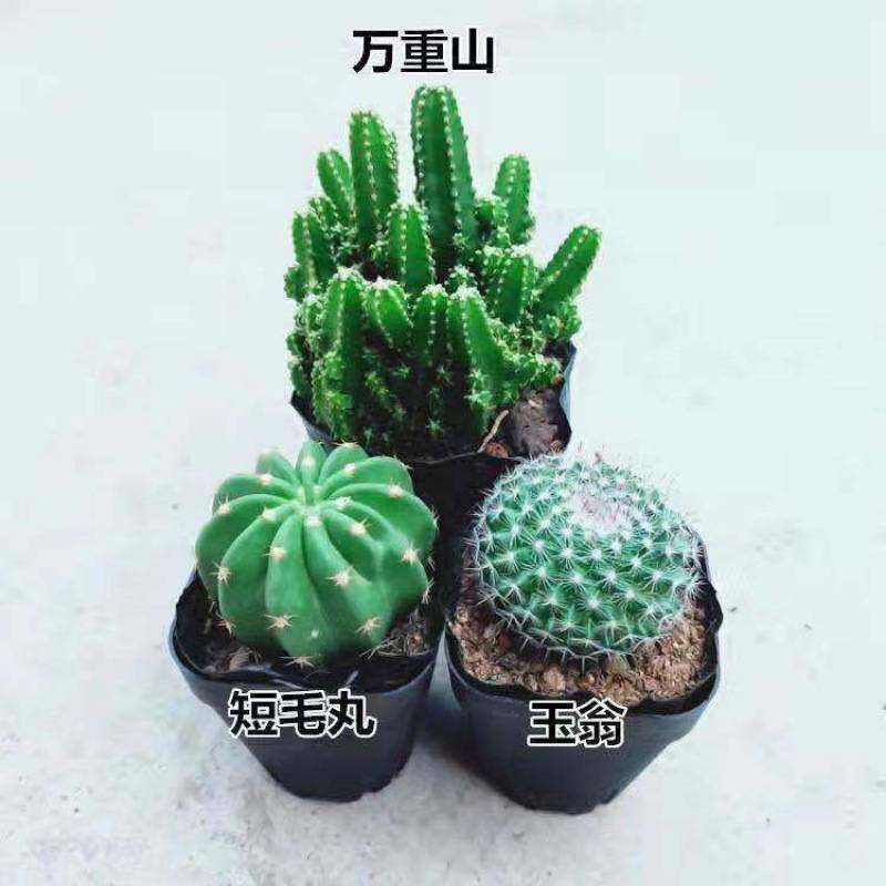 仙人球带花苞多肉植物开花可爱掌组合花卉大全小盆栽养不死办公桌