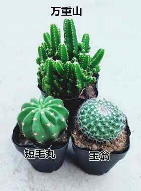 仙人球带花苞多肉植物开花可爱掌组合花卉大全小盆栽养不死办公桌