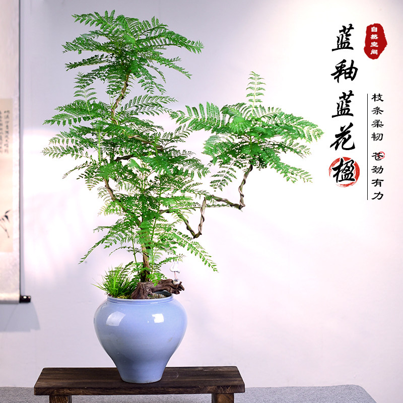 蓝花楹盆栽室内办公室绿植国风客厅办公茶室观赏大盆景植物送礼