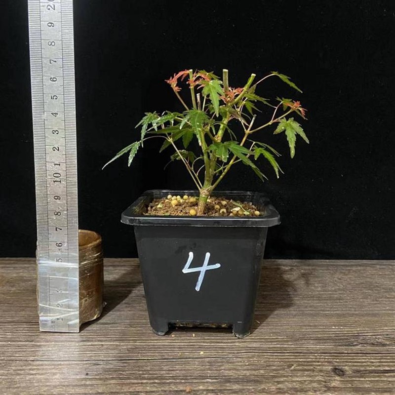 织姬枫树小叶红枫原生苗小微绿植盆景一物一拍造型办公室桌面盆栽