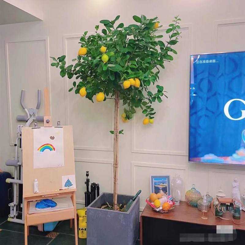香水柠檬树盆栽客厅大型植物室内阳台花卉四季带果办公室绿植盆景