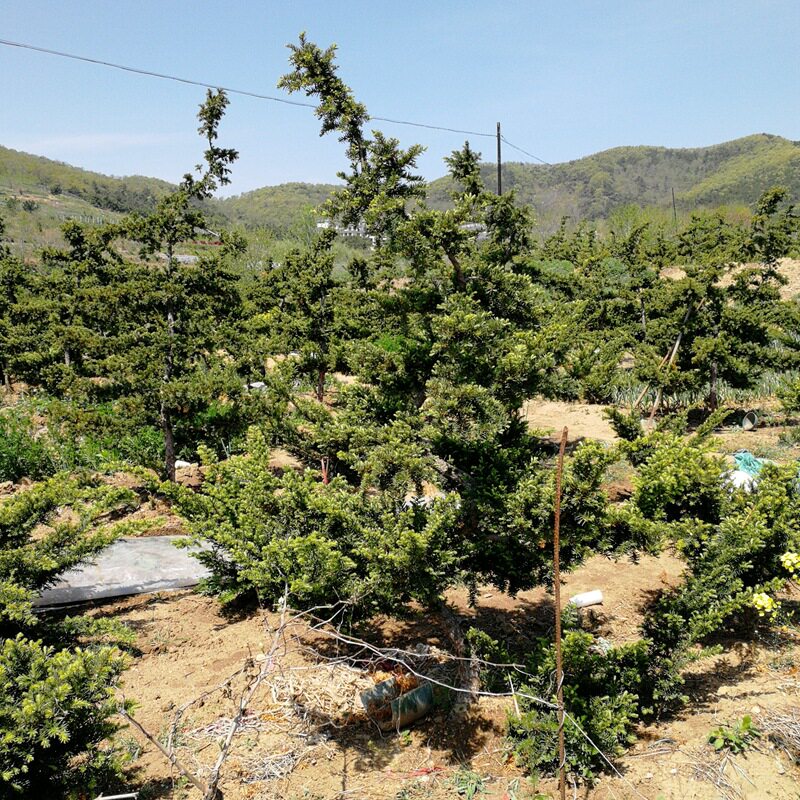 山东出售绿化工程苗木批发红豆杉造型树优质红豆杉造型树规格齐全