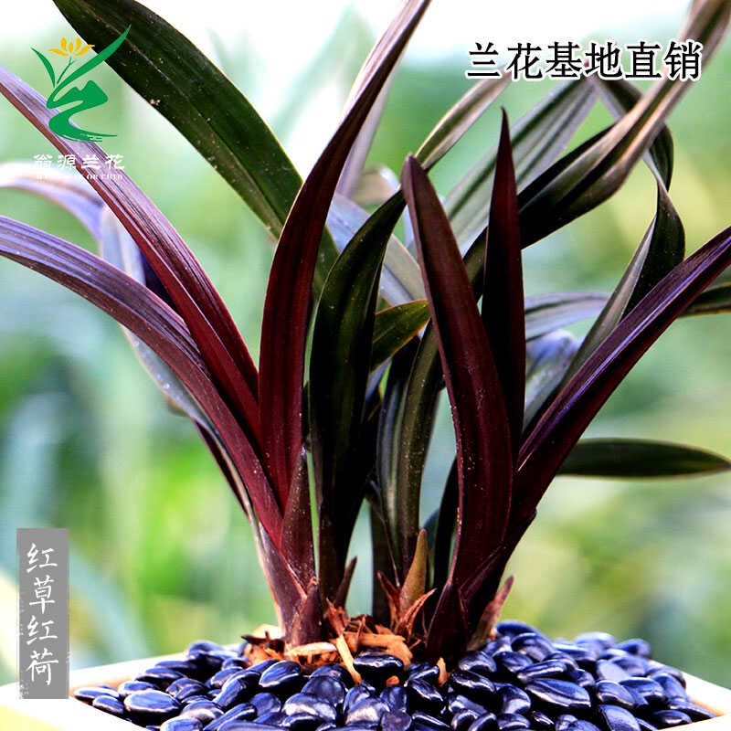 喜华里兰花四季建兰红草红荷开花浓香翁源名贵原盆室内植物盆栽