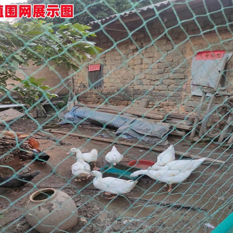 防鸟网山鸡网尼龙养殖网围栏网菜园网拦鸡网果园防鸟网